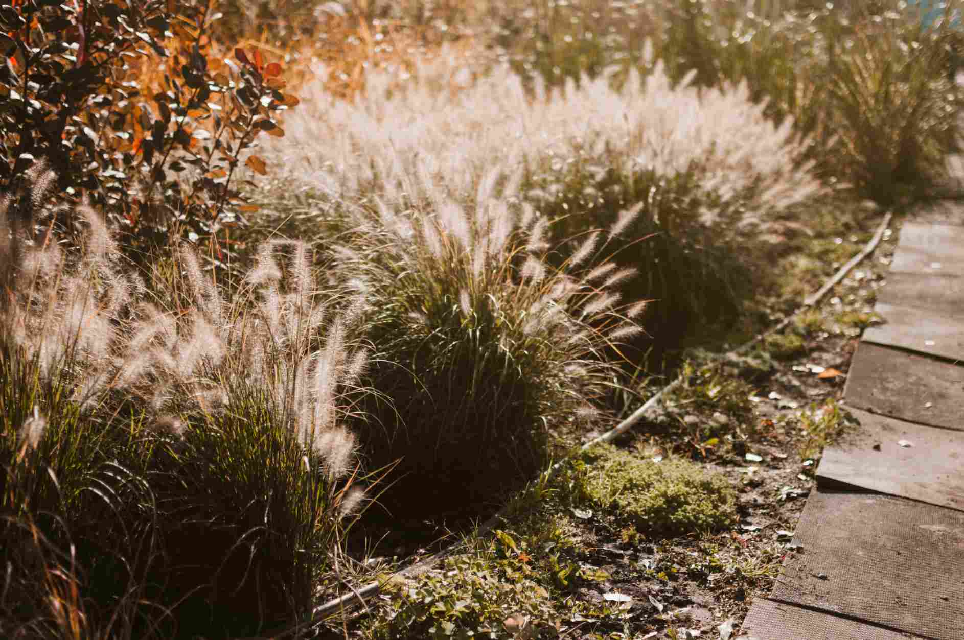 okrasne-travy-lemuju-zahradny-chodnik-s-kamenmi-v-upravenej-zahrade