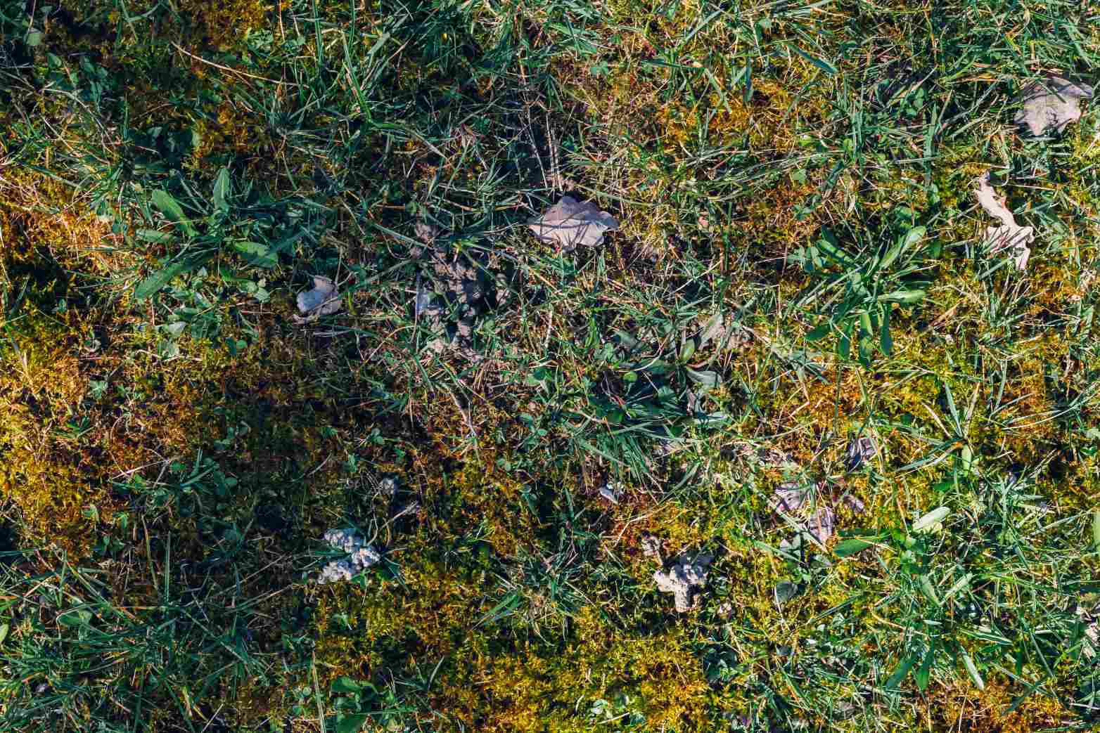 riedky-travnik-so-suchymi-miestami-a-machom-ako-priklad-problemu