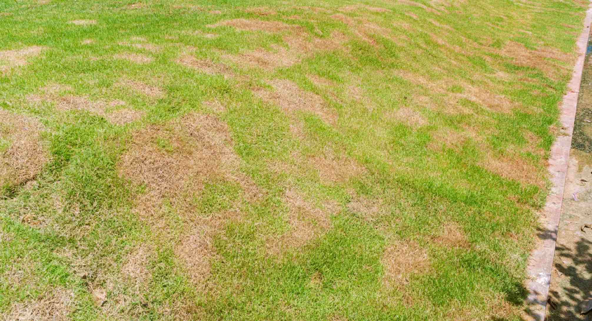 fotografia-travnika-so-suchymi-mapami-podla-ktorych-sa-da-spozorovat-pritomnost-medvedika-pretoze-poziera-korene-rastlin-ktore-potom-hynu