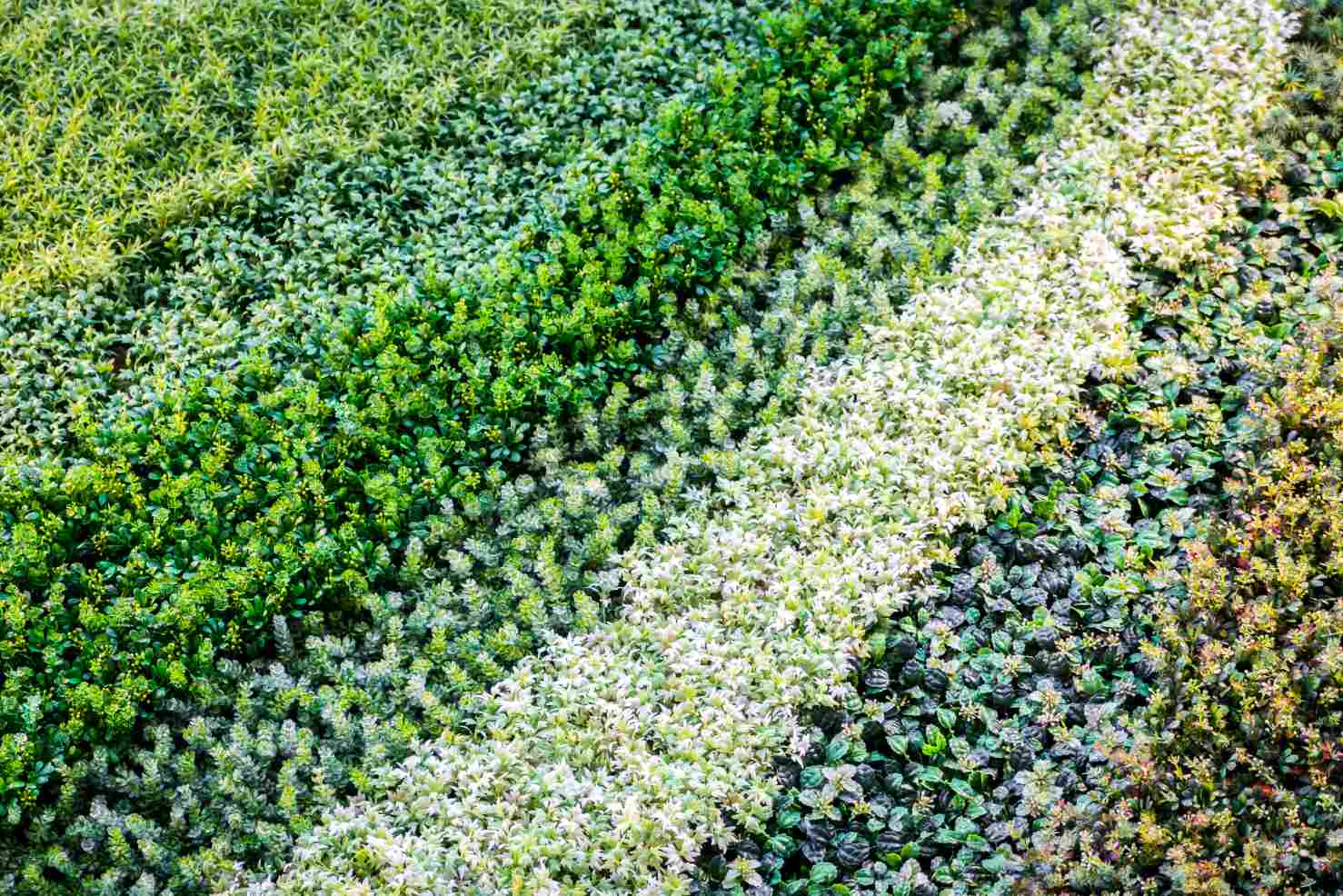 kombinovana-vysadba-podopokryvnych-rastlin-do-zahrady-ukazka-roznych-typov-s-malymi-listkami-v-rozmanitych-odtienov-zelenej