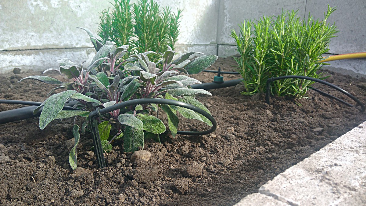 Jak si vytvořit kvalitní závlahu ve skleníku