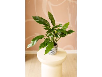 Spathiphyllum ‘Diamond’