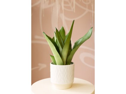 Sansevieria ‘Moonshine’