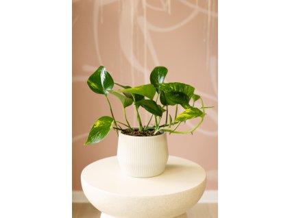 Epipremnum Aureum