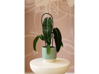 Anthurium Warocqueanum