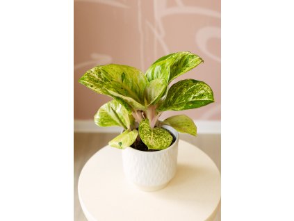 Aglaonema Apple Fantasy