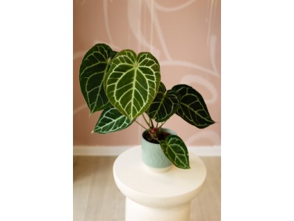 Anthurium Clarinervium