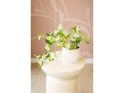 Epipremnum Happy Leaf