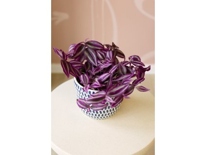 Tradescantia ‘Pink Paradise’