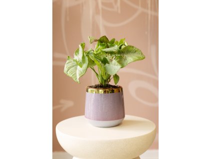 Syngonium Podophyllum ‘Milk Confetti’