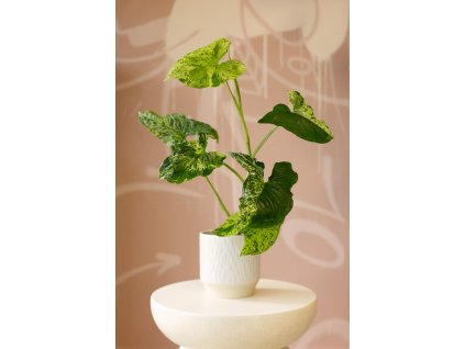 Syngonium Podophyllum ‘Mojito’