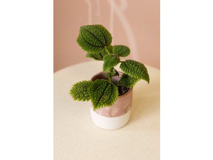 Pilea Moon Valley