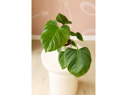 Philodendron ‘Fuzzy Petiole’