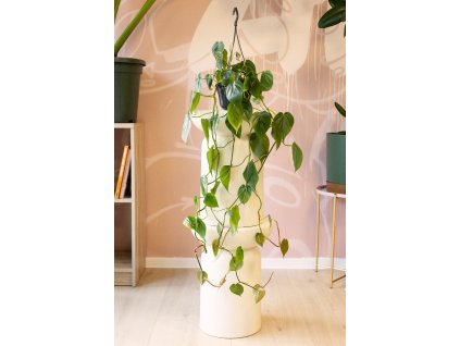 Philodendron Scandens