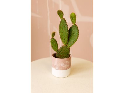 Opuntia