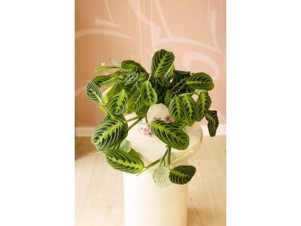 Maranta ‘Lemon Lime’