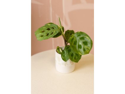 Maranta Kerchoveana ‘Variegata’
