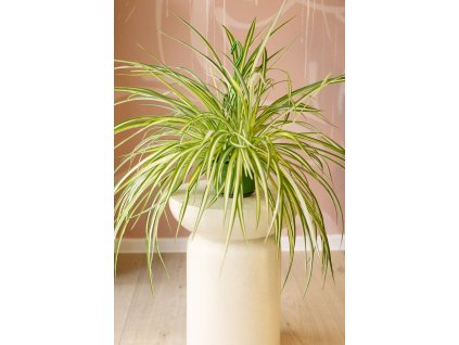 Chlorophytum - Zelenec
