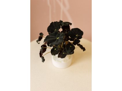 Begonia Rex Mix
