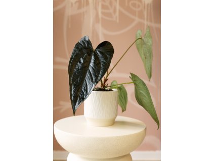 Anthurium Queen of Hearts