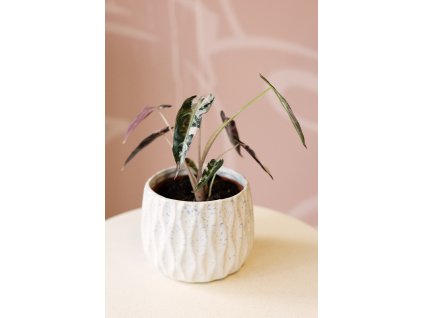Alocasia Bambino Pink Variegata