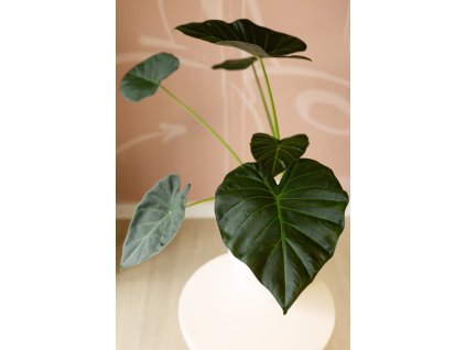 Alocasia Regal Shieds