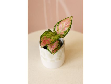 Aglaonema Red Valentine