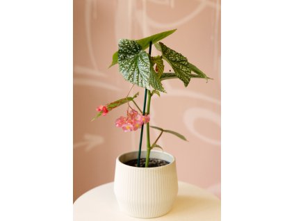 Begonia Albopicta