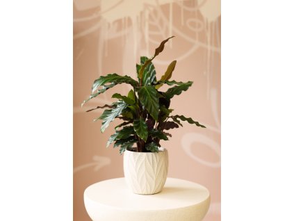 Calathea Rufibarba