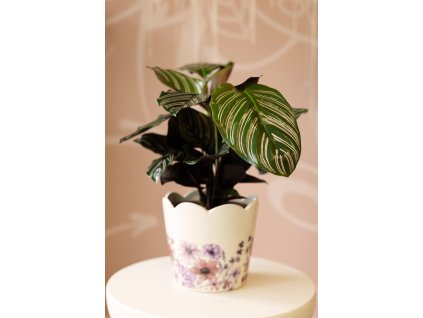 Calathea Ornata