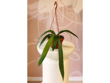 Anthurium Vittarifolium