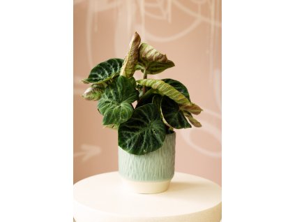Philodendron Verrucosum ‘Incensi’