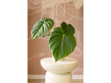 Philodendron 'McDowell'