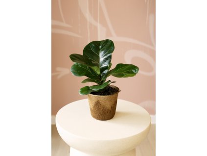 Ficus Lyrata