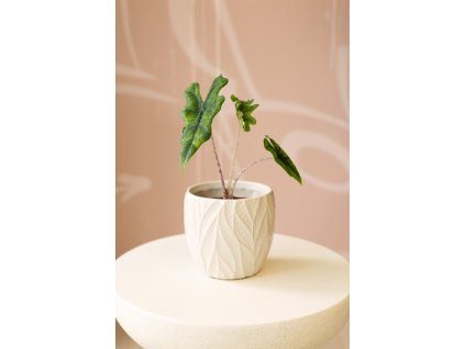 Alocasia Jacklyn