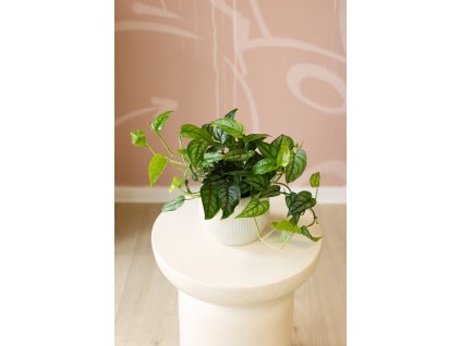 Monstera Siltepecana