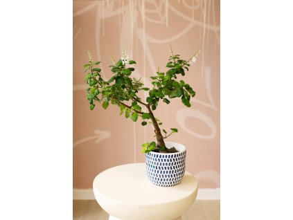 Plectranthus Ernstii