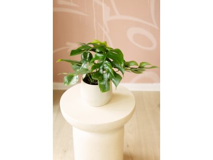 Monstera Minima