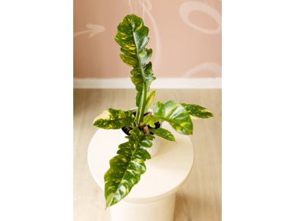 Philodendron 'Ring of Fire'