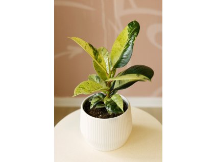 Ficus Shivereana Moonshine