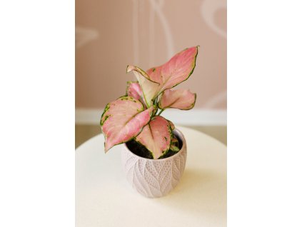 Aglaonema commutatum 'Leaf Rosa Pinky Promise'