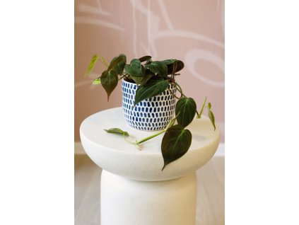 Philodendron Scandens Micans