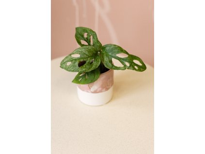 Monstera Adansonii ‘Mint’