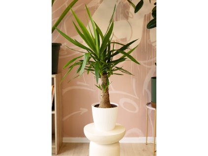 Yucca Gigantea ‘Bottle’