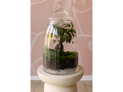 Rastlinné terárium XL