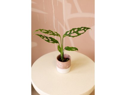 Monstera Obliqua ‘Peru’