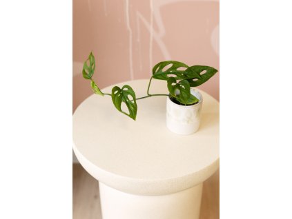 Monstera Adansonii - Baby