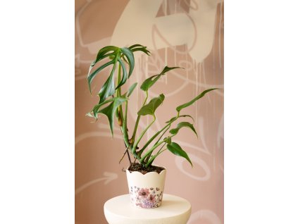 Monstera Burle Marx Flame