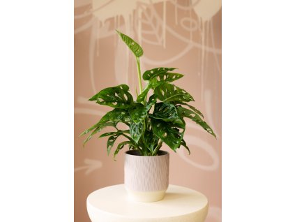Monstera Adansonii
