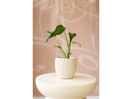 Monstera Burle Marx Flame